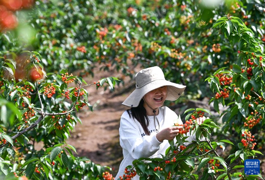 충칭 비산, 앵두 따기로 농촌 진흥에 박차