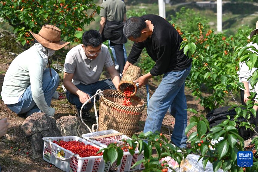 충칭 비산, 앵두 따기로 농촌 진흥에 박차