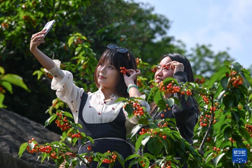 충칭 비산, 앵두 따기로 농촌 진흥에 박차