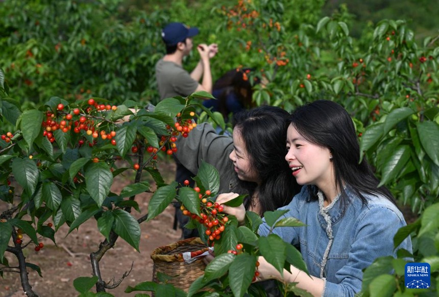충칭 비산, 앵두 따기로 농촌 진흥에 박차