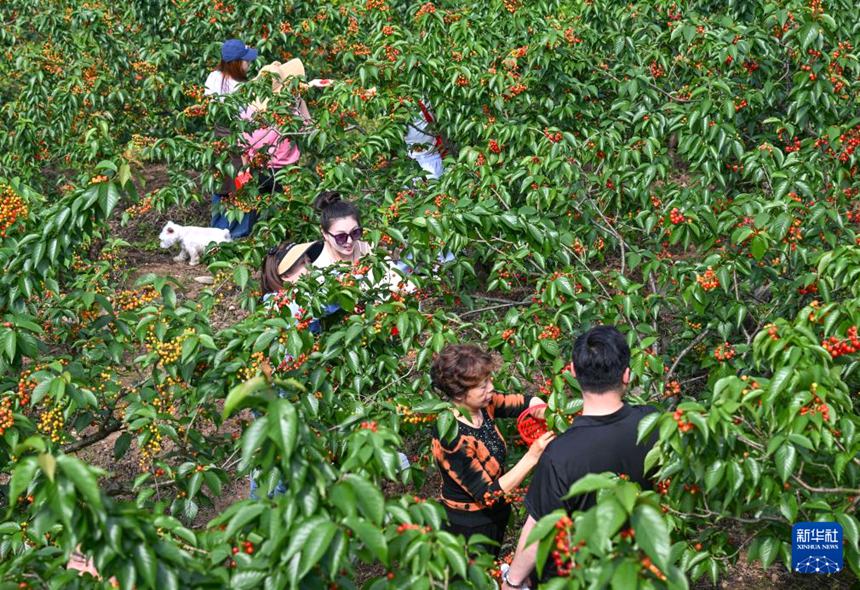 충칭 비산, 앵두 따기로 농촌 진흥에 박차