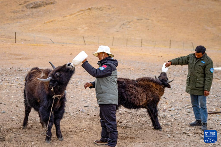 시짱 창탕 ‘무인 지역’ 깊은 곳의 생태지킴이