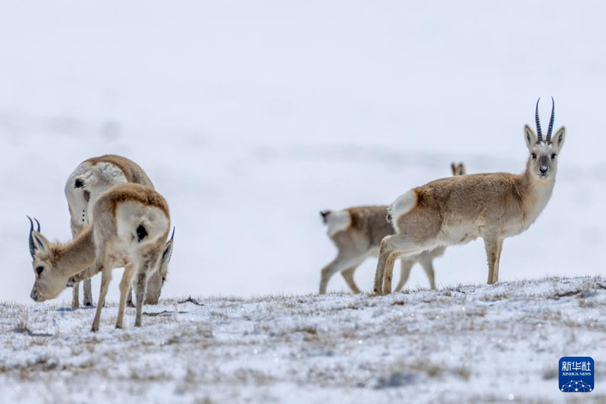 시짱 창탕 ‘무인 지역’ 깊은 곳의 생태지킴이