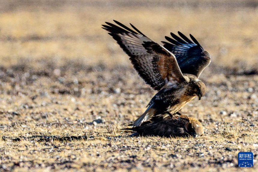 시짱 창탕 ‘무인 지역’ 깊은 곳의 생태지킴이