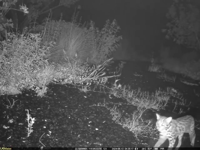 선전, 생태 통로 교량 건설…야생동물 이동 위한 충분한 공간 확보