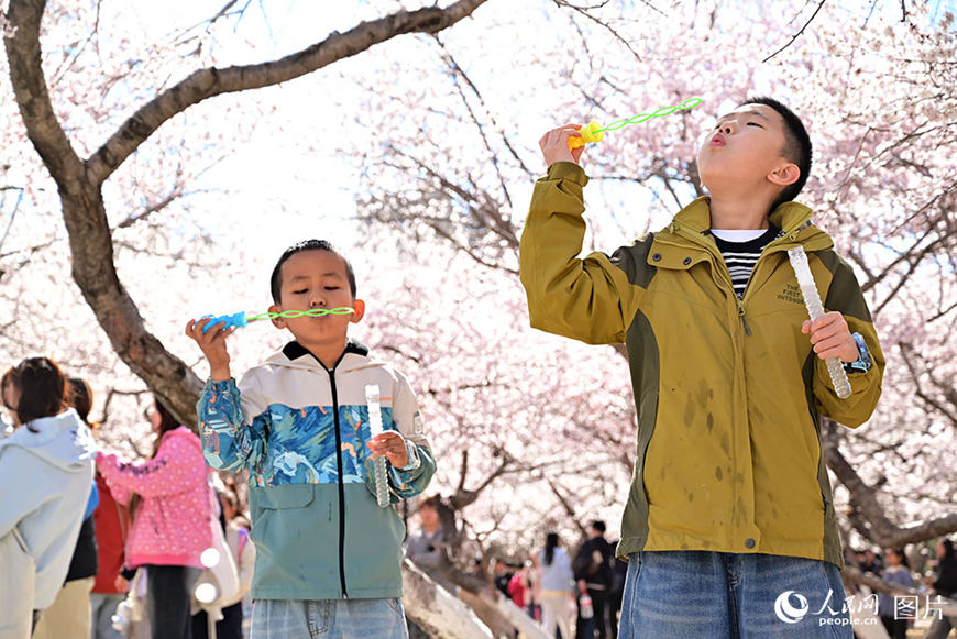 봄꽃이 ‘피다’…‘꽃놀이’가 ‘돈벌이’로
