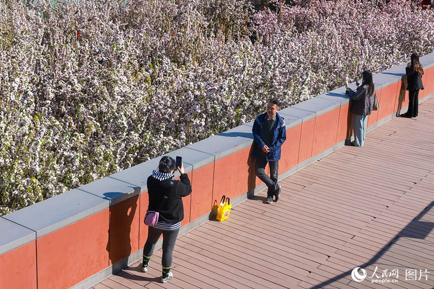 봄꽃이 ‘피다’…‘꽃놀이’가 ‘돈벌이’로