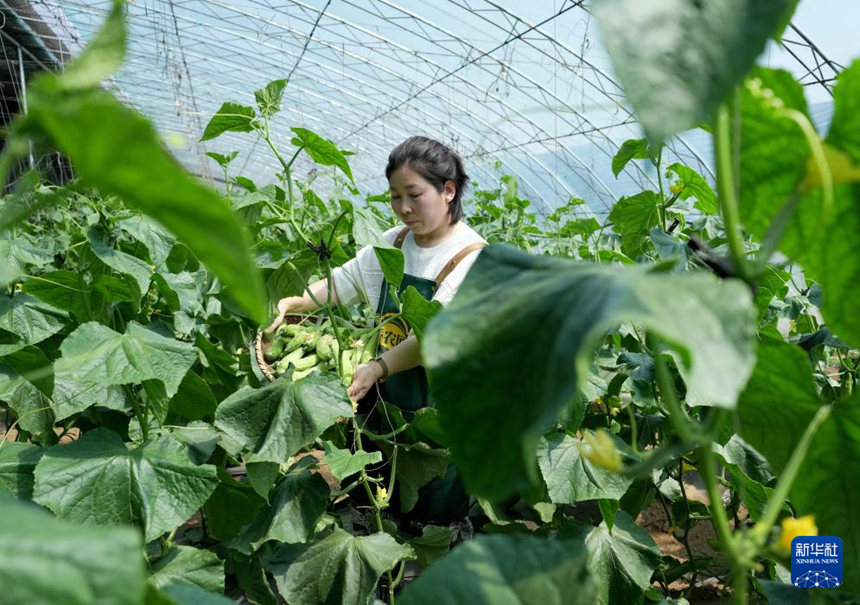 허베이 푸닝, 특색 무공해 채소 재배로 농가 소득 증대